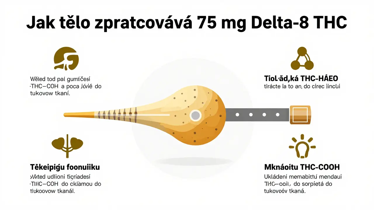 Jak dlouho zůstává 75 mg delta-8 v těle? Kompletní průvodce detekcí a metabolismem
