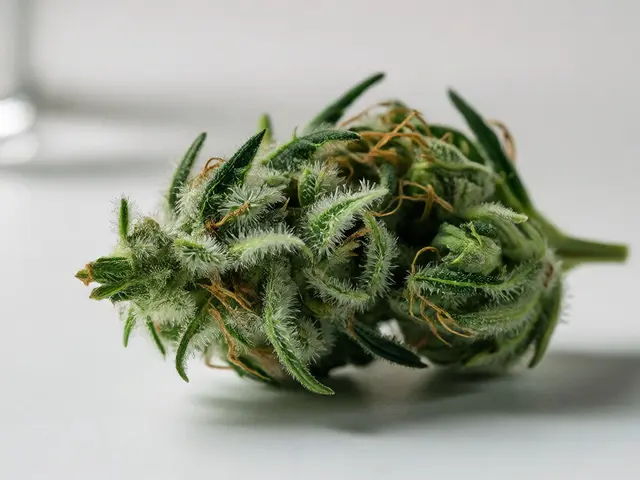 Je 0,3 % THCA málo? Průvodce koncentracemi a účinky